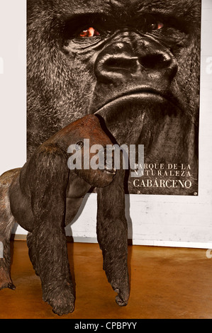 Gorilla Puppe mit seinem Nahaufnahme Porträt auf einer Stange hängend an der Wand im Hintergrund im Naturpark Parque de la Naturaleza de Cabárceno, Kantabrien, Spanien, Europa Stockfoto