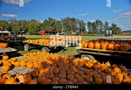 Große Anzahl von Kürbisse für den Verkauf auf einer Farm in Missouri, MO, USA Stockfoto