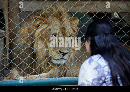 Käfig erwachsener Löwe Löwe Panthera löwe. Starrt auf ein neugieriges Weibchen, das prekär nahe ist. Tiger Zoo Chiang Mai Thailand Stockfoto