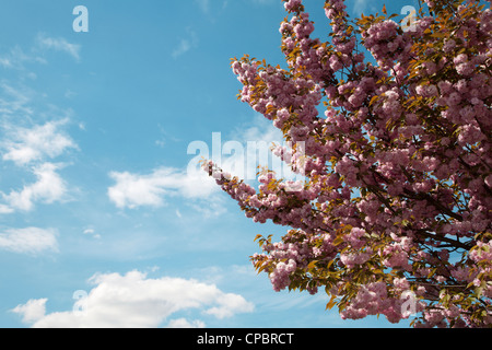 blühenden Baum und Himmel Stockfoto