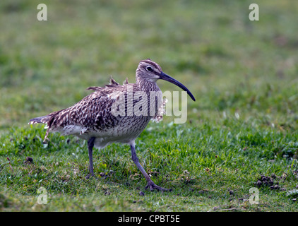 Numenius Phaeopus, Regenbrachvogel auf Marazion marsh Stockfoto