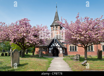 Kirschblüte außen St. Mary Parish Church, Whitegate, Cheshire, England, UK Stockfoto