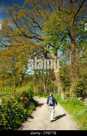 Zu Fuß einer Gasse unter Bäumen mit frischen neuen Frühling Frühling lässt auf sie. Torhaus der Flotte Schottland, Vereinigtes Königreich Stockfoto