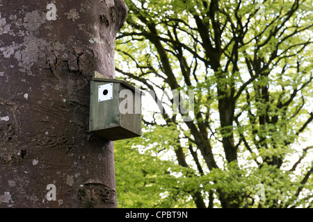 Woodland-Vogel-Kasten mit Metallschutz Kante an einem Baumstamm befestigt. Cornwall, England Stockfoto