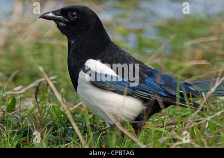 Pica Pica, Elster im Gras, Marazion, Cornwall, Großbritannien Stockfoto