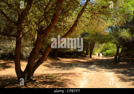 Vorbeiströmten auf eine im inland Abschnitt des Cami de Cavalls Küstenweg in der natürlichen Park des S'Albufera des Grau Menorca Spanien Stockfoto