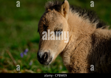 Schuss in den Kopf ein Shetland-Pony Fohlen Stockfoto