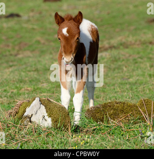 Kastanien und weißen Shetland-Pony Fohlen Stockfoto