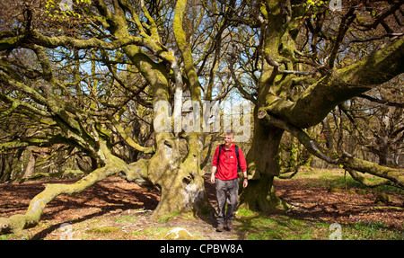 Alten Rundschnitt Strand Bäume in Castramont Wood, Wanderer zu Fuß zwischen zwei Rotbuchen. Flotte Valley National Scenic Bereich, Schottland Stockfoto