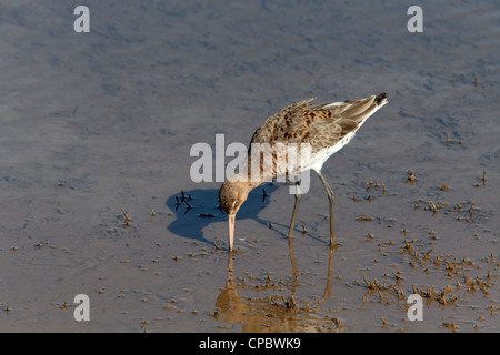 Schwarz-angebundene Uferschnepfe Limosa Limosa Mauser in Zucht Gefieder Fütterung im seichten Wasser Stockfoto