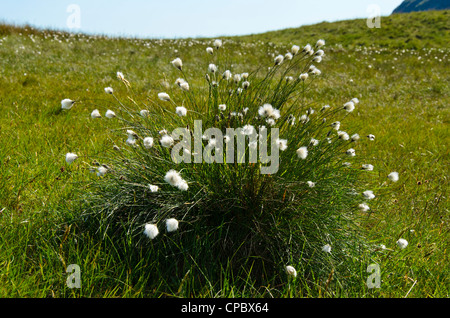 Gemeinsamen Wollgras Wollgras Angustifolium in der Nähe von Kirkstone Pass Lake District Stockfoto