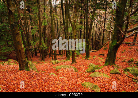 Farben der gefallenen Blätter im Wald oberhalb von Thirlmere, englischen Lake District Stockfoto