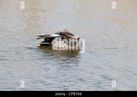 Gadwall Anas Strepera Männchen putzen Stockfoto