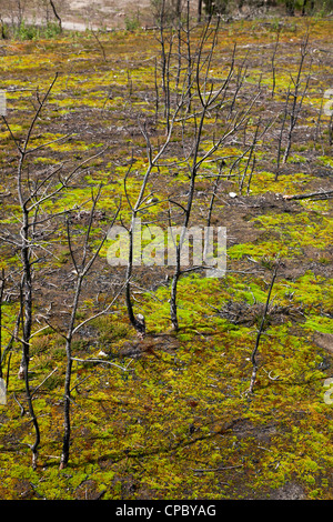 Boden für Pflanzen nachwachsen an Stelle der Waldbrand am Frensham Teiche in Surrey Stockfoto