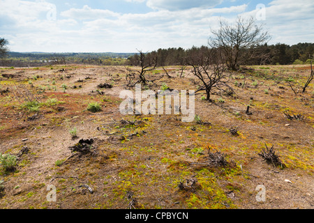 Boden für Pflanzen nachwachsen an Stelle der Waldbrand am Frensham Teiche in Surrey Stockfoto