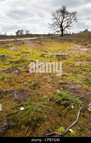 Boden für Pflanzen nachwachsen an Stelle der Waldbrand am Frensham Teiche in Surrey Stockfoto