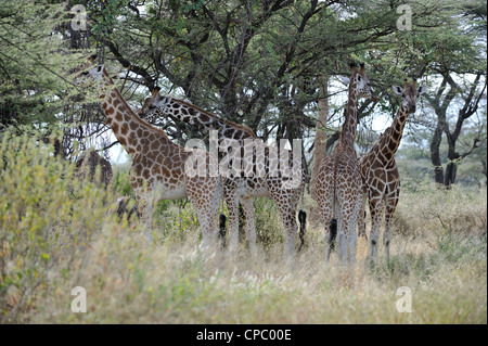 Rothschild Giraffen - Uganda-Giraffe (Giraffa Plancius Rotschildi) Herde ruht im Schatten Stockfoto