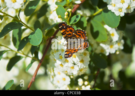 Foto eines Schmetterlings auf weißen Blüten Stockfoto