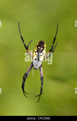 Schwarz und gelb Wespenspinne (Argiope Aurantia) - Weibchen auf der Web Stockfoto