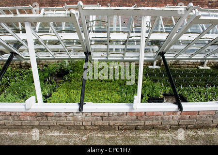 Setzling Anbau in kalten Frames bei Verlorenen Gärten von Heligan, Cornwall. England Stockfoto