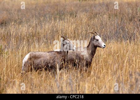 Ein Bighorn Schaf und Lamm zusammen in einem Feld in Montana. Stockfoto