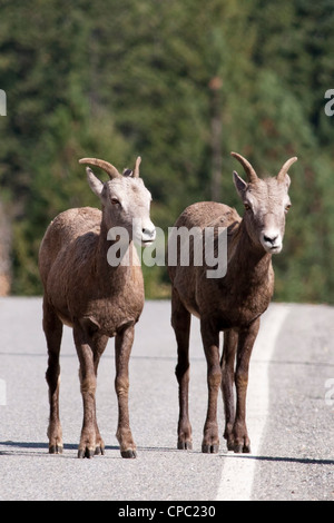 Zwei Bighorn Schafe am Straßenrand Stockfoto