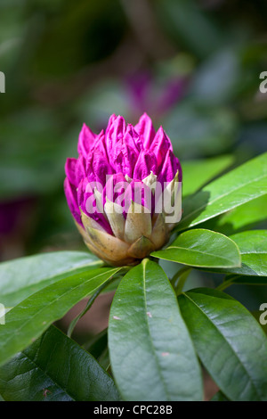 Nahaufnahme einer rosa Rhododendron Knospe öffnen in einer Wiltshire Garten im Frühjahr Stockfoto