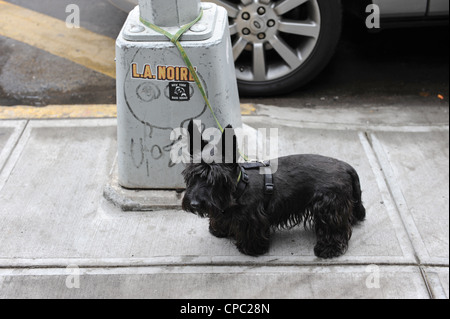 Schwarzer Hund an ein Straßenschild New York gebunden Stockfoto