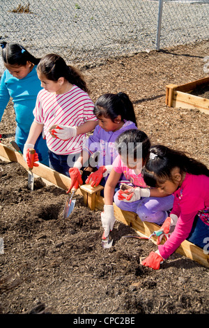 Hispanic und kaukasischen lokalen Kinder arbeiten in einem Garten auf dem Gelände einer Grundschule in Westminster, CA. Stockfoto