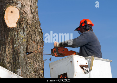 Ein Baumpfleger stutzt ein Ahornbaum mit einer Kettensäge und einem Eimer LKW, der Arbeiter ist mit den wesentlichen Sicherheits-Ausrüstung ausgestattet Stockfoto