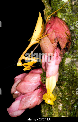 Gelbe Jagd Mantis auf einer tropischen Blume im Regenwald von Ecuador Stockfoto