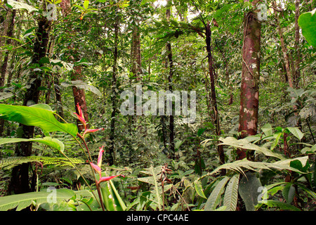 Innenraum des tropischen Regenwaldes mit einer Heliconia-Pflanze in Blüte Stockfoto