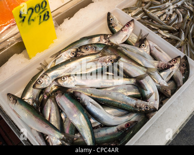 Fisch Markt, Chinatown, NYC Stockfoto