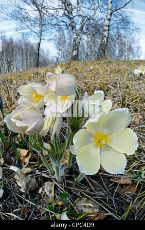 Gelbe Küchenschellen. Altai Ausläufern, Sibirien, Russland Stockfoto