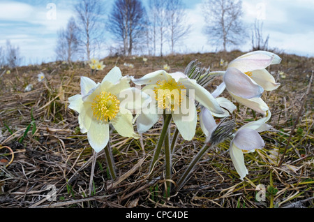 Gelbe Küchenschellen. Altai Ausläufern, Sibirien, Russland Stockfoto