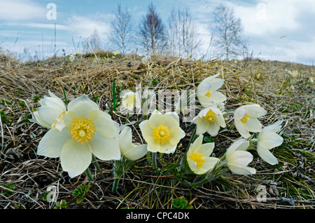 Gelbe Küchenschellen. Altai Ausläufern, Sibirien, Russland Stockfoto