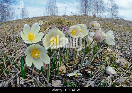 Gelbe Küchenschellen. Altai Ausläufern, Sibirien, Russland Stockfoto