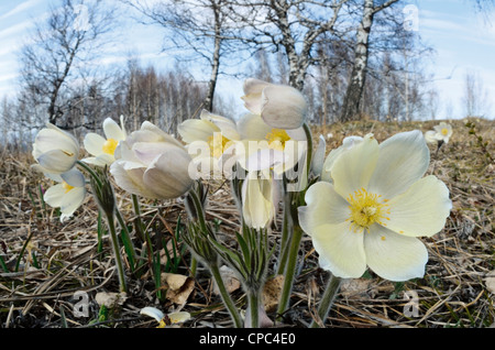 Gelbe Küchenschellen. Altai Ausläufern, Sibirien, Russland Stockfoto