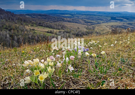 Küchenschellen. Altai Ausläufern, Sibirien, Russland Stockfoto