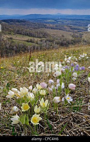 Küchenschellen. Altai Ausläufern, Sibirien, Russland Stockfoto