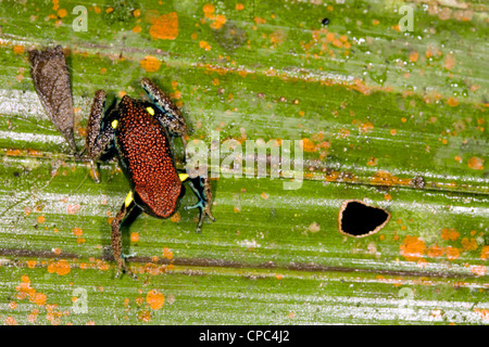 Ecuadorianische Poison Frog (Ameerega Bilinguis) Stockfoto