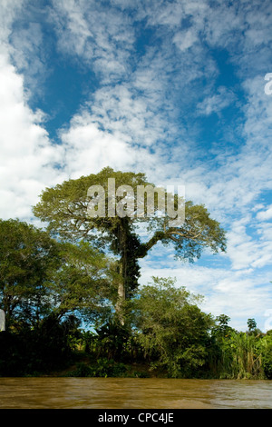 Großen emergent Kapok-Baum (Ceiba Pentandra) auf eine Amazonas in Ecuador Stockfoto