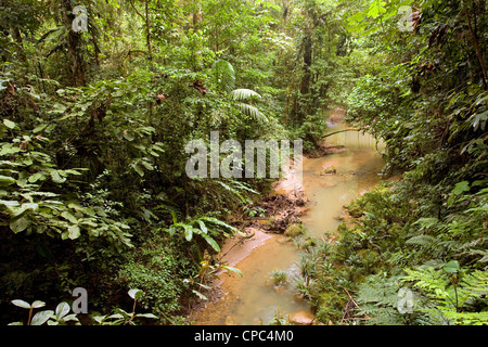 Bach durch tropischen Regenwald in Ecuador Stockfoto