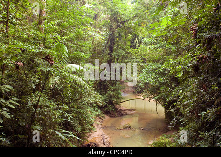 Bach durch tropischen Regenwald in Ecuador Stockfoto