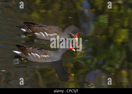 2 Teichhuhn (Gallinula Chloropus) Itchen River, Southampton, Hampshire, UK.  Gemeinsamen Vogel von Teichen, Flüssen, Kanälen und Sümpfen. Stockfoto