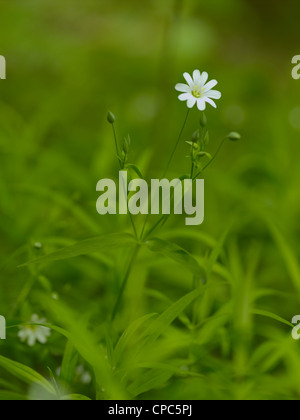 Frühlingsblumen Stockfoto