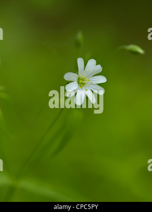 Frühlingsblumen Stockfoto