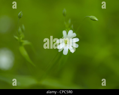 Frühlingsblumen Stockfoto