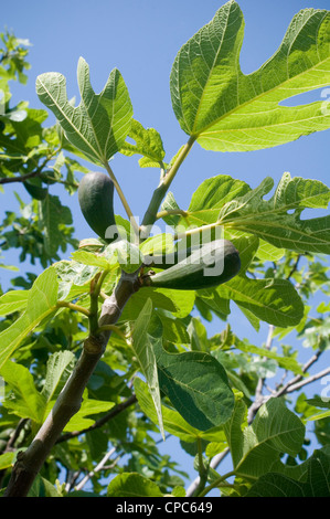 Abb. Feigen Baum Bäume Volksheiligen Figtrees Blätter Blatt Feigenblatts figleaves Stockfoto