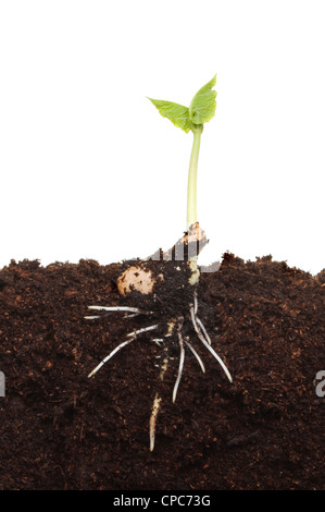 Frisch gekeimt Pflanze Setzling im Boden zeigt die entwickelnden Wurzelstruktur und neue Laub Stockfoto